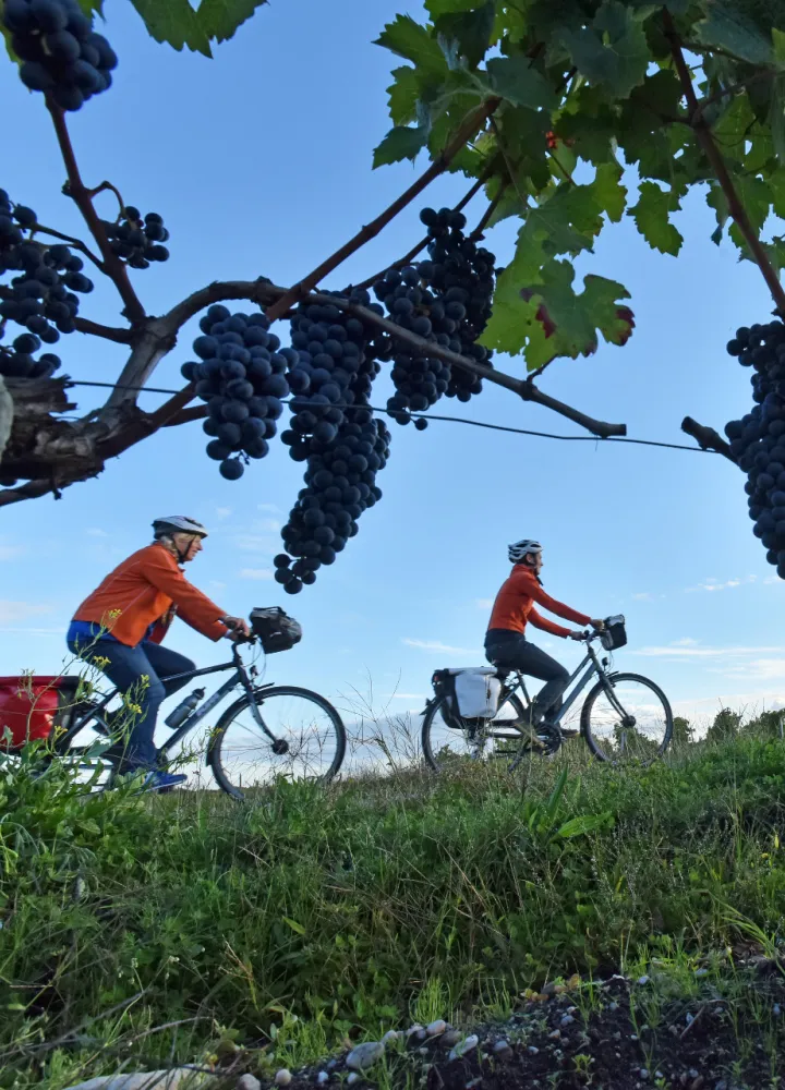 Randonnée vélo autour du vignoble du médoc