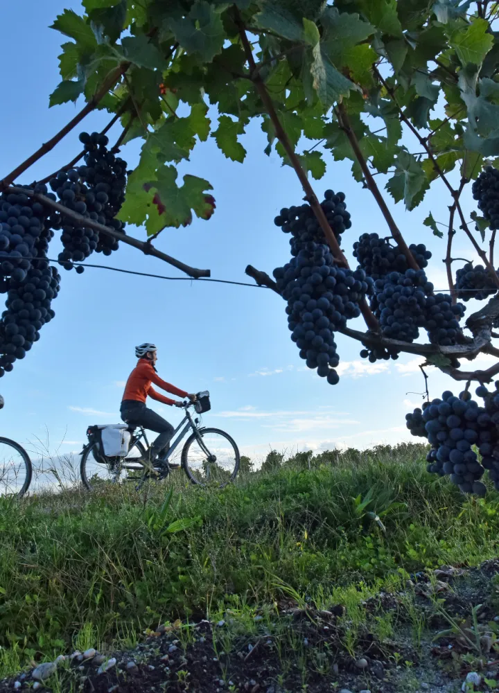Chasselas de Moissac table grapes