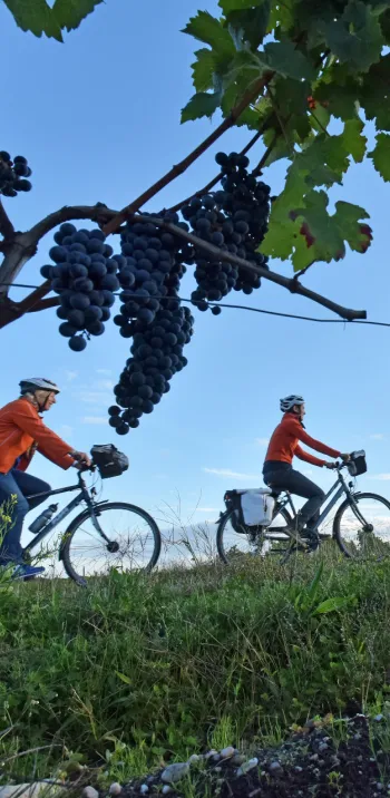 C'est les vendanges ! Dégustation et visite de caves au programme