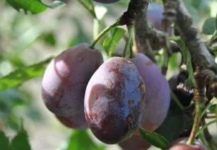 From Marmande tomatoes to Agen prunes