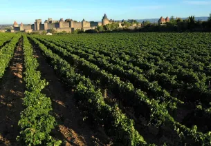 Destination Grands Vins en Grand Carcassonne – Vignobles & Découvertes