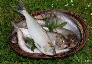 Shad and white estuary shrimps