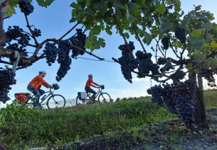 Randonnée vélo autour du vignoble du médoc