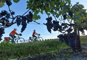 Chasselas de Moissac table grapes