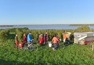 Récolte des raisins - Vignobles de Haute Gironde