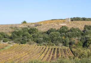 Vignobles à Faugères