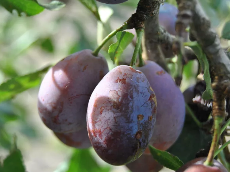 From Marmande tomatoes to Agen prunes