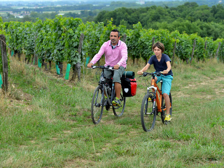 A vélo entre les vignobles
