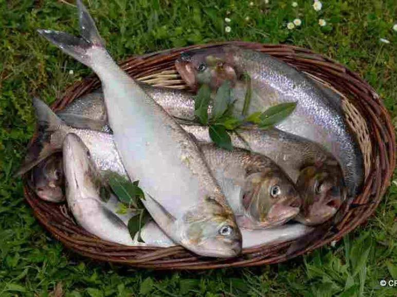 Shad and white estuary shrimps