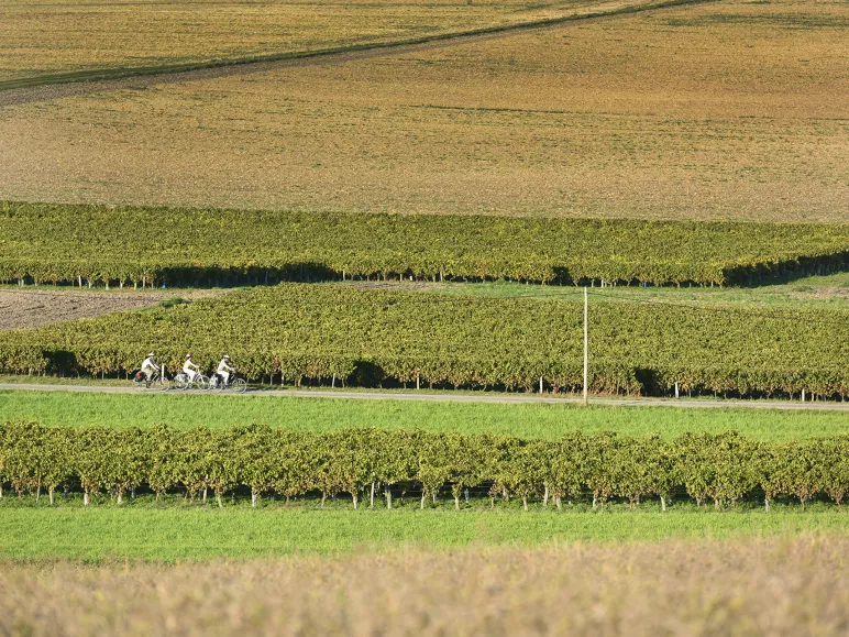 Vignes à vélo à Saint-Fort-sur-Gironde