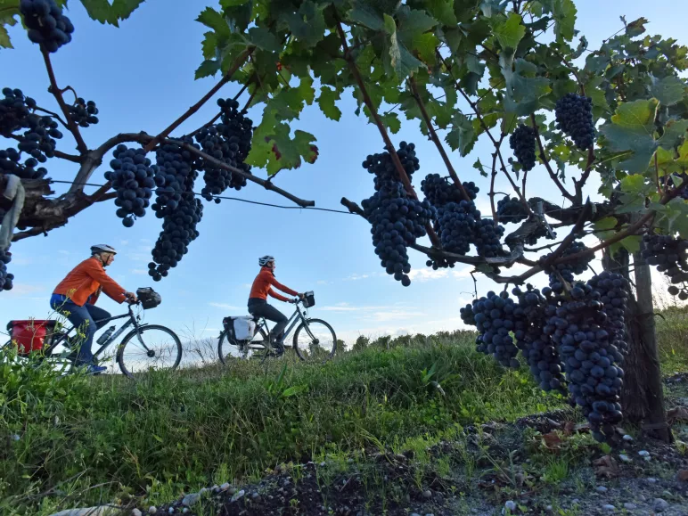 Chasselas de Moissac table grapes